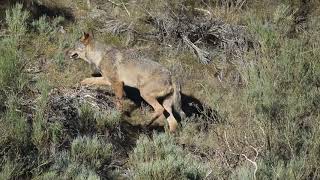 Lobo ibérico en la Montaña de Riaño  iberian Wolf in Riaño Mountain Range [upl. by Elurd]