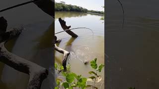 ESSE PEIXE É MUITO BRAVO fishing pesca pescaria trairão traíra xingu amazonia [upl. by Nodanrb]