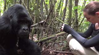 Gorilla Trekking Rwanda  Meeting silverback Agashya [upl. by Nehttam]