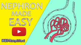 NEPHRON Structure amp Function Made Easy  Human Excretory System Simple Explanation [upl. by Gladwin]