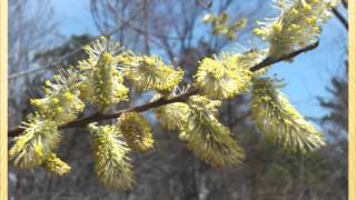 Mike Connor Bees and Trees [upl. by Roda]