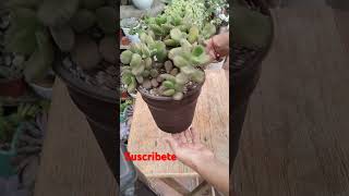 Cotyledon Tomentosa 💚suculentassuscribete youtubeshorts videoviral [upl. by Nylad]