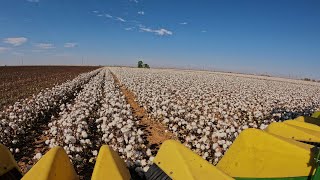 Got Yield Harvesting The Most Beautiful Cotton Field [upl. by Hilario273]