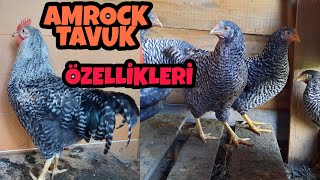 AMROCK TAVUK ÖZELLİKLERİ AMROCK HÜHNER DEUTSCHLAND [upl. by Arva]