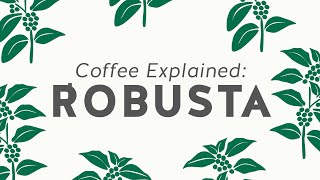 Coffee Explained Robusta Blend Coffee [upl. by Arnaldo900]