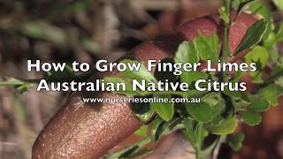 How to Grow Australian Finger Limes [upl. by Dranyam]