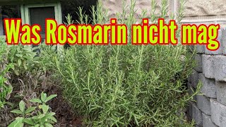 Was Rosmarin nicht mag  Diese Pflegefehler unbedingt bei Rosmarin vermeiden [upl. by Nonrev]