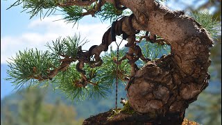 Japanese White Pine FULL Work step by step PART 1  Arkefthos Bonsai [upl. by Marylee248]