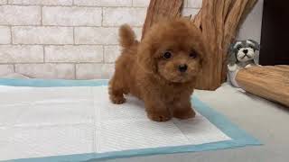 Teacup Poodle  Nano [upl. by Adda]