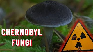 Radiationeating Chernobyl fungi  are they real  Chernobyl Stories [upl. by Hurlee]