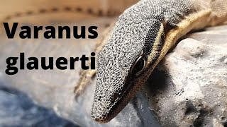 Waran w domowych warunkach 🤩⭐ Chcesz mieć warana Obejrzyj odcinek😊🦎 Wszystko o warunkach Glauerti [upl. by Francis233]