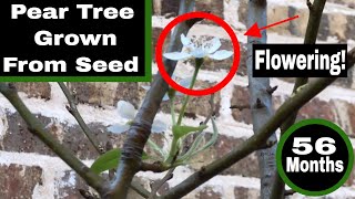 My Pear Tree Grown From Seed is Flowering  Month 56 [upl. by Noved16]