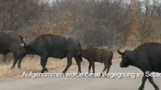 Eine riesige Büffel Herde im Krüger Nationalpark [upl. by Amsirahc780]