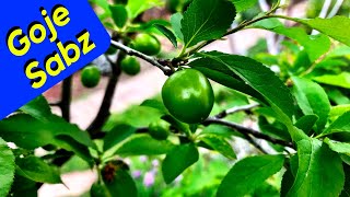 Goje Sabz Sour Green Plum Planting [upl. by Dominica]