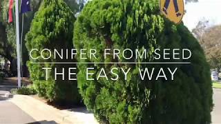 Growing Conifers From Seed the Easy Way [upl. by Norita]