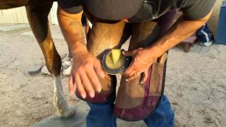 How to treat laminitis [upl. by Dlorad]