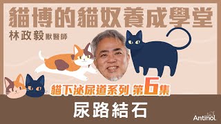 貓下泌尿道系列第6集｜尿路結石｜貓博的貓奴學堂 [upl. by Cristionna577]