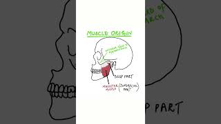 Muscles of Mastication  Part 3 Masseter Muscle [upl. by Michaeu]