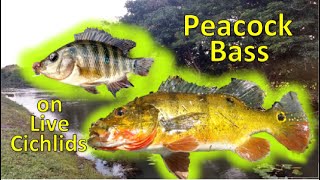 Working Up the Food Chain Live Cichlids for Peacock Bass [upl. by Noletta]