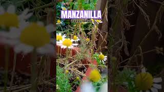 Manzanilla 🌼 🍃☘️ manzanilla plantitas flores shorts reels youtube [upl. by Barger]