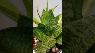 Sansevieria Snake plant  Lucky home plant💰 💸  Indoor Plants 🐍 garden snakeplant plant Indoor [upl. by Jameson171]