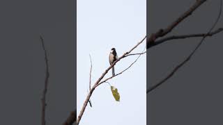 Cinereous tit cinereoustit birds morningvibes birdslife peacefulmoments backyardwildlife 4k [upl. by Shaner]