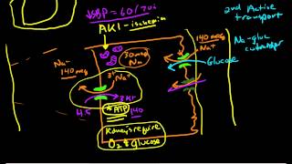 Renal Physiology Reabsorption and Excretion [upl. by Soren]