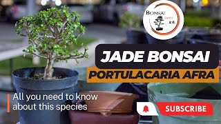 Guide to Dwarf Jade Bonsai  The Bonsai Supply [upl. by Ruder]