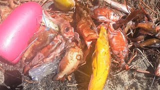 Grenada Spearfishing August 9th 2024 [upl. by Renba673]