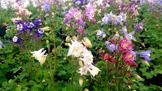 Aquilegia Biedermeier Columbine  Gorgeous mix of Easy to Grow Perennials [upl. by Suivatna]