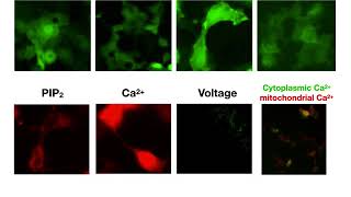 Live Cell Assays [upl. by Levison]