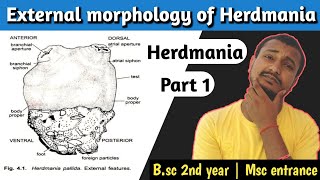 External Morphology amp Body structure of Herdmania  Bsc 2nd year Zoology 1st paper [upl. by Rosenberg]