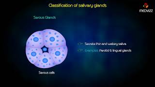 Classification of salivary glands [upl. by Eleanor]