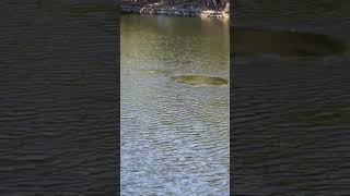 Manatee swimming fast in Miamis Biscayne Bay [upl. by Eehtomit]