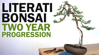 Creating a Literati Bonsai  Juniper Bonsai Two Years of Styling and Work [upl. by Aslehc]