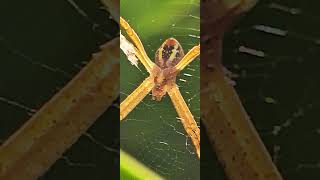 Argiope keyserlingi  St Andrews cross spider [upl. by Alokin]