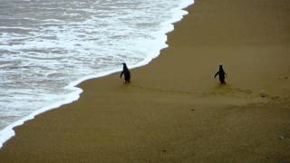 Yelloweyed penguins at Bushy Beach Oamaru [upl. by Eittel]