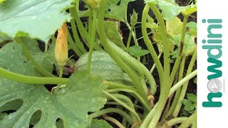 How to harvest squash [upl. by Frey]