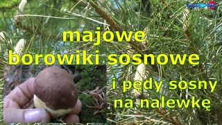 majowe borowiki sosnowe i pędy sosny [upl. by Tamberg]