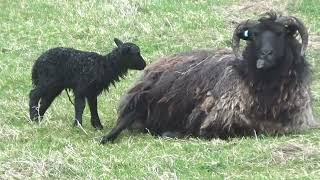 Hebridean ewe gives birth [upl. by Ellehcsor]