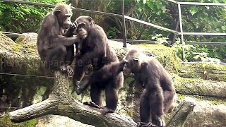 Chimpanzees Go Crazy for pitaya Fruit Feast 🍉🐒quotquot黑猩猩們愛吃火龍果 [upl. by Browning]