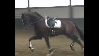 2016 KWPN dressage stallion   Dressurhengst  wwwsporthorsesonlinecom [upl. by Darell]