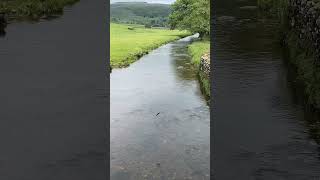 Swallows in flight birds nature walkingshorts yorkshiredales wildlife river stream water [upl. by Hiroshi]