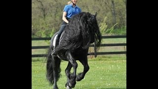 GRIPPING VIDEO Friesian Stallion Frederik the Greats Tribute to his Trainer [upl. by Bluefield]