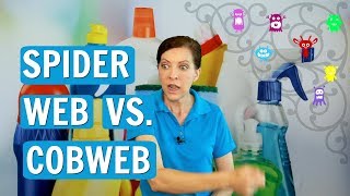 Spiderweb vs Cobweb  What You Need to know [upl. by Ahsatsan]