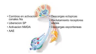 Neuropatia 2 Variantes clinicas video [upl. by Aleuqahs]