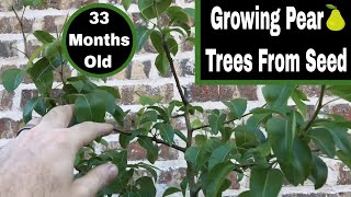 How To Grow Pear Trees From Seed  33 Months Old [upl. by Annaehs]