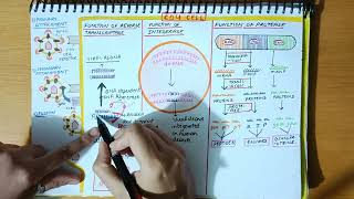 HIV Virus PARTII  Pathogenesis of HIV Virus [upl. by Matty]