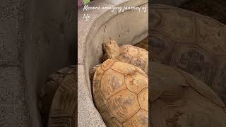 500 year old tortoise not interested to participate in a race but to eat and enjoy life [upl. by Iuq]