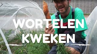 Wortelen kweken van zaaien tot oogsten [upl. by Amabel152]